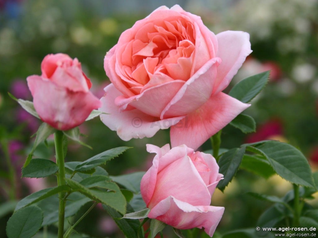 Buy Kore – Shrub Rose – AGEL ROSEN