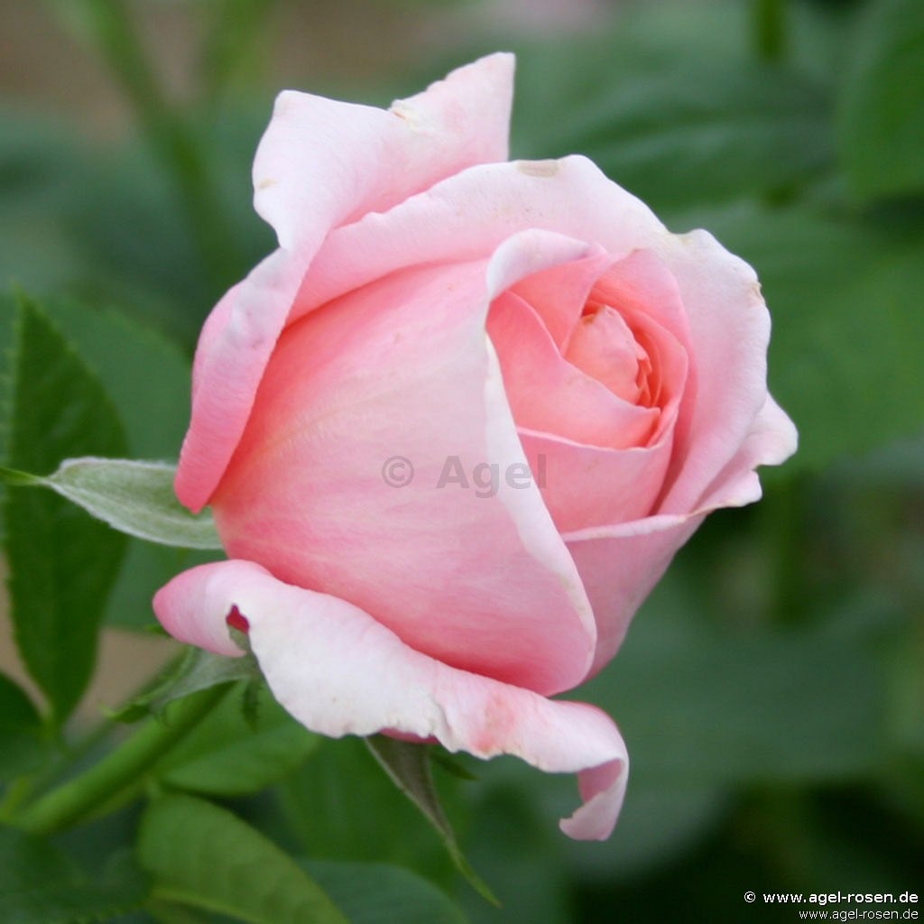 Buy Kore – Shrub Rose – AGEL ROSEN