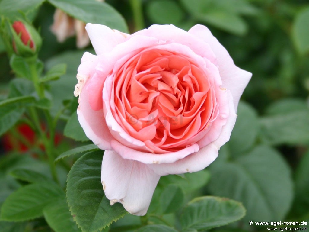 Buy Kore – Shrub Rose – AGEL ROSEN