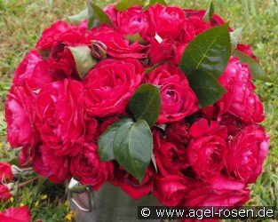 La Rose Monsieur