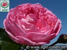 La Rose de Molinard