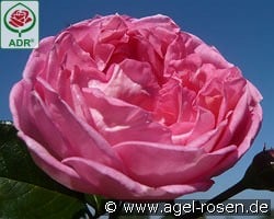 La Rose de Molinard