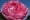 La Rose de Molinard