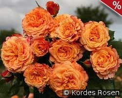 La Villa Cotta kaufen, click for more details La Villa Cotta