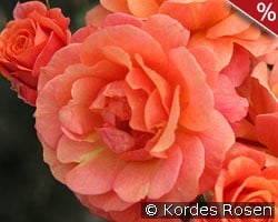 Lambada kaufen, click for more details Lambada