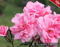 Lancelot kaufen, click for more details Lancelot