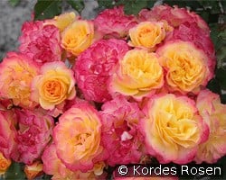 Landlust kaufen, click for more details Landlust