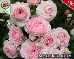 Larissa kaufen, click for more details Larissa