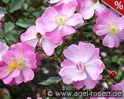 Lavender Dream kaufen, click for more details Lavender Dream