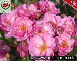 Lavender Meidiland syn Louis Bleriot kaufen, click for more details Lavender Meidiland syn Louis Bleriot