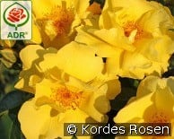 Lemon Fizz kaufen, click for more details Lemon Fizz