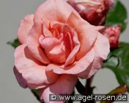 Letitia Renaissance kaufen, click for more details Letitia Renaissance