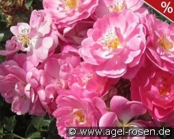 Magic Meidiland kaufen, click for more details Magic Meidiland