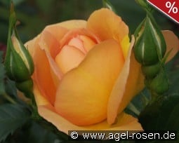 Maigold kaufen, click for more details Maigold