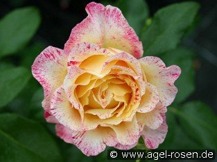 Malerrose 'Camille Pissarro'
