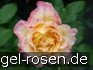 Buy Malerrose 'Camille Pissarro'
