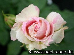 Malerrose 'Claude Monet'