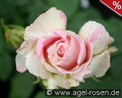 Malerrose 'Claude Monet' kaufen, click for more details Malerrose 'Claude Monet'