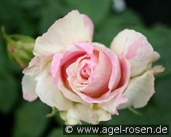 Malerrose 'Claude Monet' kaufen, click for more details Malerrose 'Claude Monet'