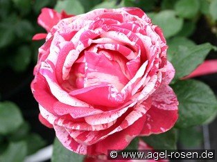 Malerrose 'Henri Matisse'