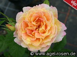Malerrose 'Rose des Cisterciens'