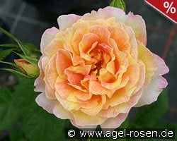 Malerrose 'Rose des Cisterciens' kaufen, click for more details Malerrose 'Rose des Cisterciens'