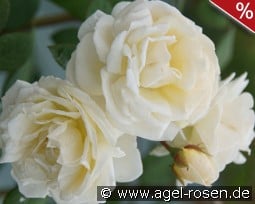 Manuel Canovas kaufen, click for more details Manuel Canovas