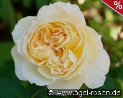 Marc-Antoine Charpentier kaufen, click for more details Marc-Antoine Charpentier