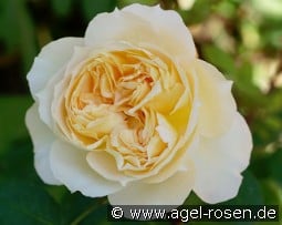 Marc-Antoine Charpentier kaufen, click for more details Marc-Antoine Charpentier