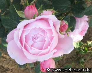 Marlies-Klugow-Rose