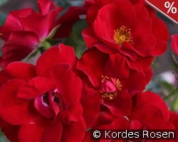 Marondo kaufen, click for more details Marondo