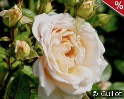 Martine Guillot kaufen, click for more details Martine Guillot