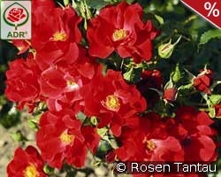 Matador kaufen, click for more details Matador