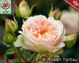 Matthias Claudius Rose kaufen, click for more details Matthias Claudius Rose