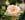 Matthias Claudius Rose