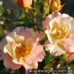 Mellite Mella kaufen, click for more details Mellite Mella