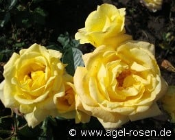 Michka kaufen, click for more details Michka