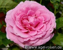 Miranda Renaissance kaufen, click for more details Miranda Renaissance