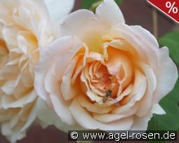 Mme. Paule Massad kaufen, click for more details Mme. Paule Massad