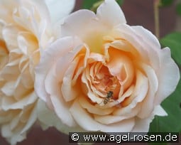 Mme. Paule Massad kaufen, click for more details Mme. Paule Massad