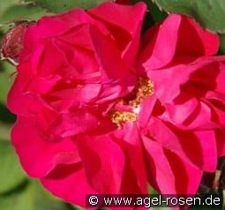 Morden Amorette kaufen, click for more details Morden Amorette