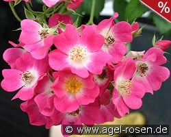 Mozart kaufen, click for more details Mozart