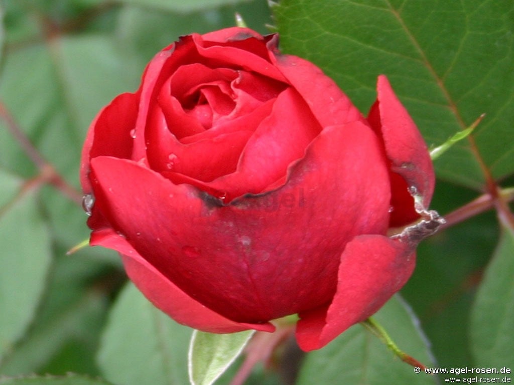 Buy Nadia Renaissance ® – Shrub Rose – AGEL ROSEN