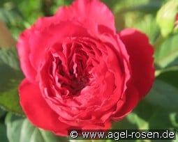 Nadia Renaissance kaufen, click for more details Nadia Renaissance