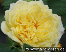 Nelson Montfort kaufen, click for more details Nelson Montfort