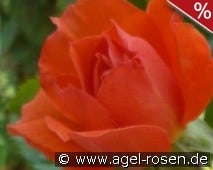 Newsflash kaufen, click for more details Newsflash