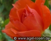 Newsflash kaufen, click for more details Newsflash