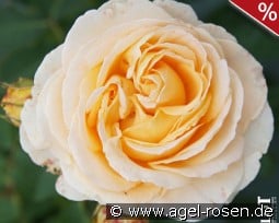 Odile Masquelier syn Dany Hohn kaufen, click for more details Odile Masquelier syn Dany Hohn