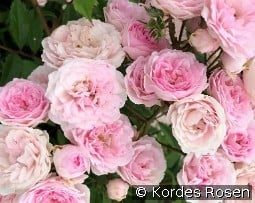 Pashmina '23 kaufen, click for more details Pashmina '23