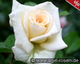 Pauline kaufen, click for more details Pauline